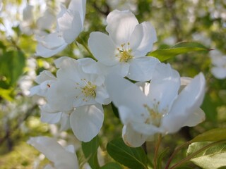 Apple tree flowers in spring closeup