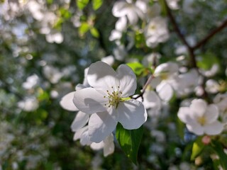 apple blossoms and sunlight in spring close up