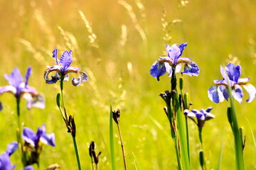 Irysy © Ireneusz