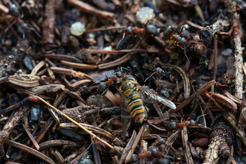 ants in the woods