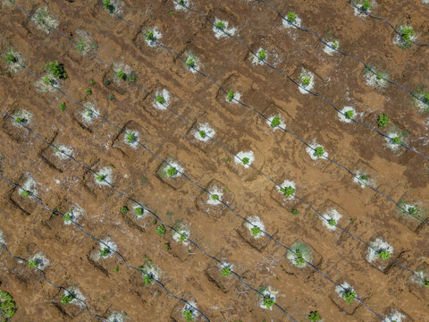 Aerial view of meticulously planted rows of young trees stand in stark contrast to the arid, reddish-brown soil, a testament to cultivation, Pleiku, Gia Lai, Vietnam.