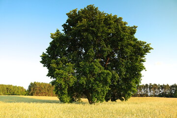 Dąb w zbożu © Ireneusz