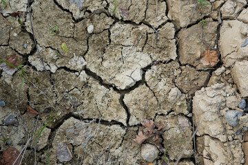 Cracked agricultural soil from summer drought with green plants growing out of the ground. Close up...