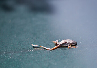 Dehydrated green tree frog on the hood of a car in the hot southern USA summer!