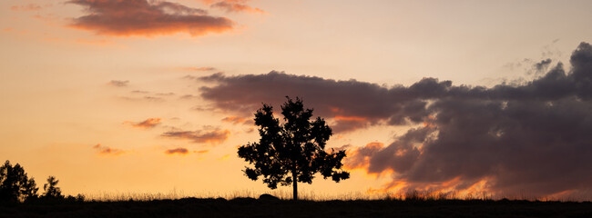 Panoramic view of a lime tree silhouette against dramatic summer sunset sky in a field. Vibrant sunset colors in the clouds, low angle view, no people
