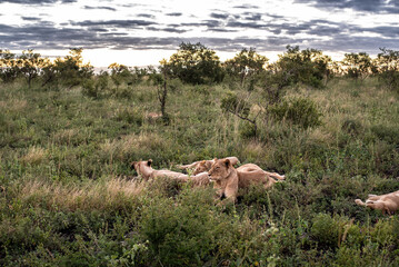 wild lions in the grass under a dramatic sky in South Africa
