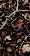 A pile of dry, crunchy autumn leaves in shades of dark brown and red, with a few dry, twisted branches scattered around. A single spider (realistic, but not threatening) weaves a thin web among the le