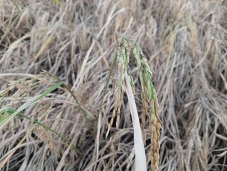 effect of brown hopper  the rice pest 