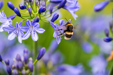 A White-tailed Bumblebee (Bombus lucorum) gathering pollen and nectar on an purple Agapanthus plant...