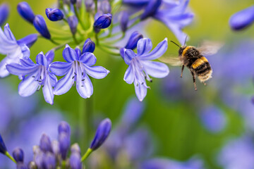 A White-tailed Bumblebee (Bombus lucorum) gathering pollen and nectar on an purple Agapanthus plant in a garden.