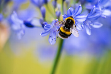 A White-tailed Bumblebee (Bombus lucorum) gathering pollen and nectar on an purple Agapanthus plant in a garden.