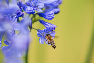 A Honey Bee (Apis mellifera) gathering pollen and nectar on an purple Agapanthus plant in a garden.