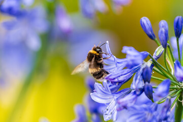 A White-tailed Bumblebee (Bombus lucorum) gathering pollen and nectar on an purple Agapanthus plant...