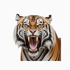 Fototapeta premium Roaring Tiger Close-Up: A majestic tiger's intense roar fills the frame, showcasing its powerful teeth, striking orange and black stripes, and piercing gaze. 