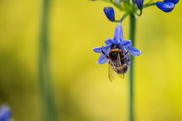 A White-tailed Bumblebee (Bombus lucorum) gathering pollen and nectar on an purple Agapanthus plant in a garden.