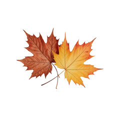 Fototapeta premium Autumn Maple Leaves Duo: Two vibrant maple leaves, one in rich auburn and the other in warm golden yellow, create a striking autumnal composition.