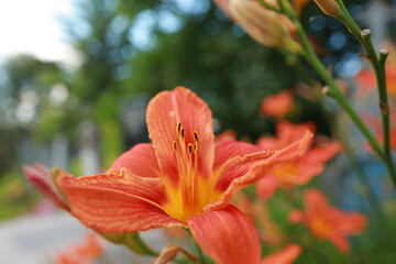 Fototapeta premium bright red lily flowers behind grave fence in cemetery