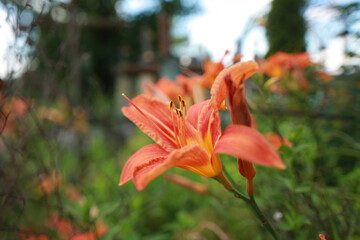 bright red lily flowers behind grave fence in cemetery