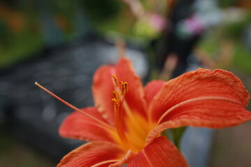 bright red lily flowers behind grave fence in cemetery