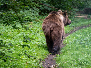 Braunbär