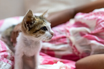 Playful kitten relaxing on a bed with a person nearby