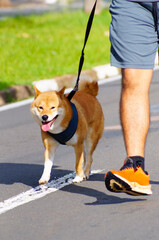 Shiba Inu dog walking on a leash on the street on a sunny morning