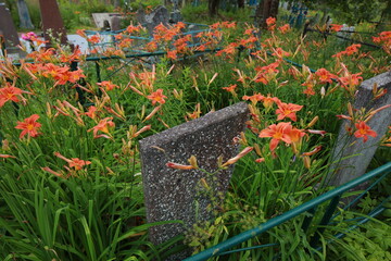 bright red lily flowers behind grave fence in cemetery