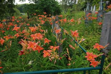 bright red lily flowers behind grave fence in cemetery