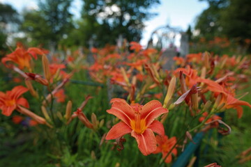 bright red lily flowers behind grave fence in cemetery