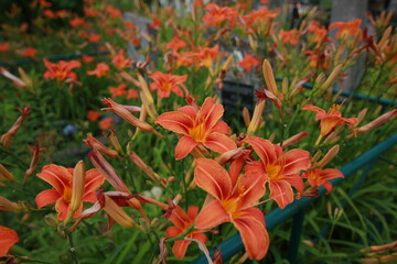 bright red lily flowers behind grave fence in cemetery