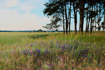 Na skraju lasu © Ireneusz