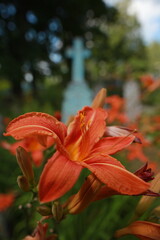 bright red lily flowers behind grave fence in cemetery