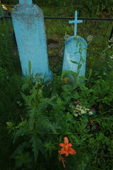 bright red lily flowers behind grave fence in cemetery