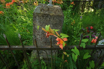 bright red lily flowers behind grave fence in cemetery
