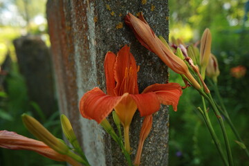 bright red lily flowers behind grave fence in cemetery