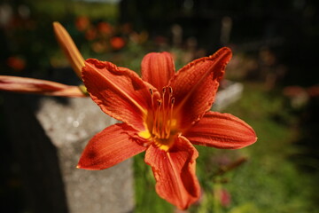 bright red lily flowers behind grave fence in cemetery