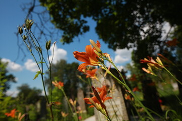 bright red lily flowers behind grave fence in cemetery