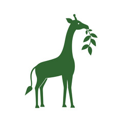 Fototapeta premium Silhouette of giraffe with long neck stretching up to eat leaves on white background