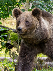 Fototapeta premium Braunbär
