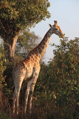 Obraz premium Giraffe elegantly reaches for leaves at the top of a tall tree in a serene landscape