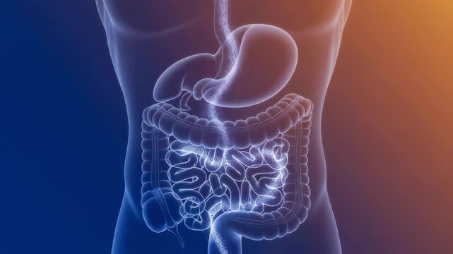 Glowing particles highlight human digestive system, showing stomach, small intestine and large intestine, against an orange and blue gradient background