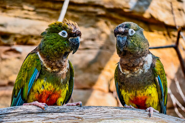Obraz premium Two Colorful Lovebirds Perched Together on a Rustic Branch in a Natural Habitat. Beautiful Vibrant Parrots. High-Resolution Wildlife Photography for Digital and Print Media. 
