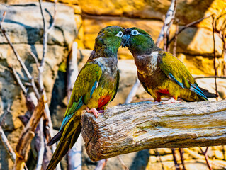 Close-Up of Two Vibrant Lovebirds Perched on a Weathered Branch in a Naturalistic Setting. Beautiful Colorful Parrots. High-Resolution Wildlife Background for Digital and Print Media.