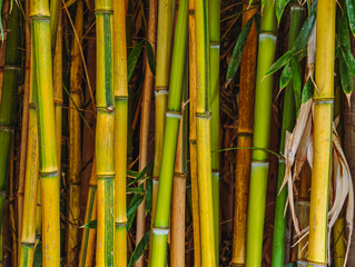 Lush Bamboo Grove – High-Quality Abstract Background Image for Nature Projects and Digital Content