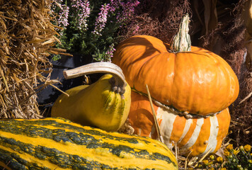 Autumnal decoration made of vegetables and plants. Agriculture on autumn