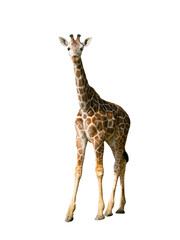 young giraffe isolated on white background