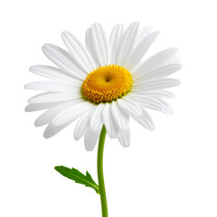 Fototapeta premium Angled Side View of Common Daisy Bloom with Curved Stem and Leaves, Transparent Background