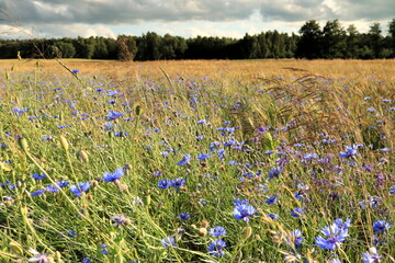 Chabry w zbożu © Ireneusz