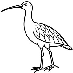 Simple Whimbrel Line Drawing Vector