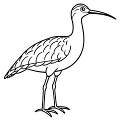 Simple Whimbrel Line Drawing Vector